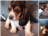 4 chiots Basset Hound LOF à réserver, 3 mâles et 1 femelle tricolores, nés en février 2026