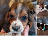 4 chiots Basset Hound LOF à réserver, 3 mâles et 1 femelle tricolores, nés en février 2026