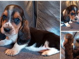 4 chiots Basset Hound LOF à réserver, 3 mâles et 1 femelle tricolores, nés en février 2026