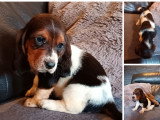 4 chiots Basset Hound LOF à réserver, 3 mâles et 1 femelle tricolores, nés en février 2026