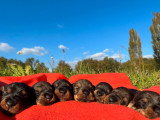 6 chiots Teckel Nain poil dur LOF à vendre, 3 mâles et 3 femelles, nés en janvier 2026
