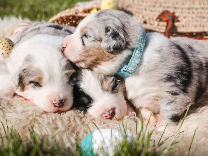 À réserver, 6 chiots Berger Australien LOF mâles et femelles nés en mars 2026