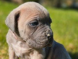 Mise en vente de 7 chiots Cane Corso, nés le 19 février 2026, à réserver