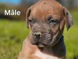 Mise en vente de 7 chiots Cane Corso, nés le 19 février 2026, à réserver