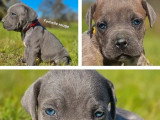 Mise en vente de 7 chiots Cane Corso, nés le 19 février 2026, à réserver