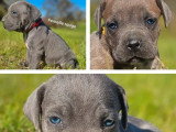 Mise en vente de 7 chiots Cane Corso, nés le 19 février 2026, à réserver