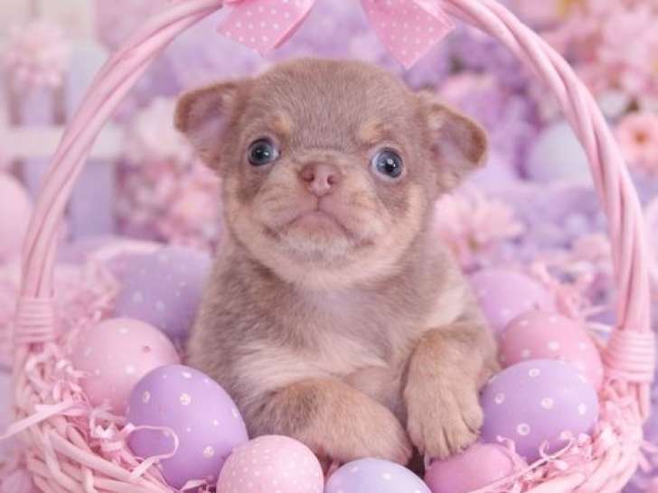À réserver, 1 chiot Chihuahua femelle lavande et tan non LOF née en février 2026