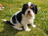 3 chiots Cavalier King Charles LOF mâles nés en février 2026 à vendre