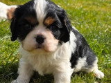3 chiots Cavalier King Charles LOF mâles nés en février 2026 à vendre
