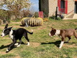 2 chiots mâles Border Collie LOF à réserver, nés en décembre 2025