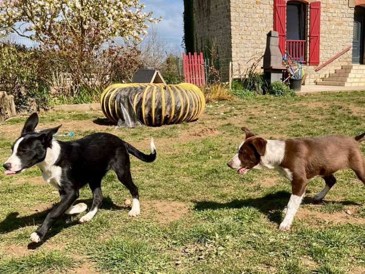 2 chiots mâles Border Collie LOF à réserver, nés en décembre 2025