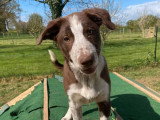 2 chiots mâles Border Collie LOF à réserver, nés en décembre 2025