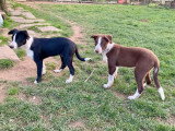 2 chiots mâles Border Collie LOF à réserver, nés en décembre 2025