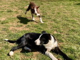 2 chiots mâles Border Collie LOF à réserver, nés en décembre 2025