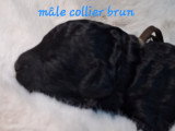 Mâle collier brun