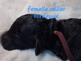 Femelle collier bordeaux