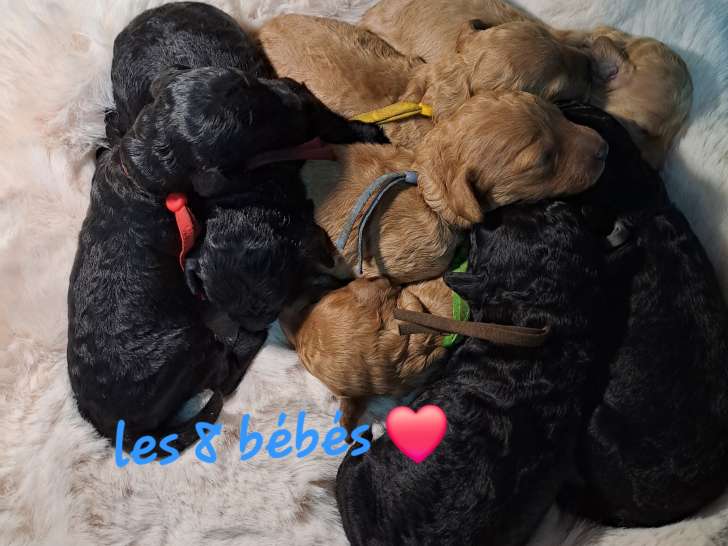 Les bébés 1 semaine