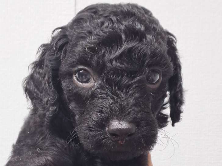 Chiots Caniche Nain à vendre