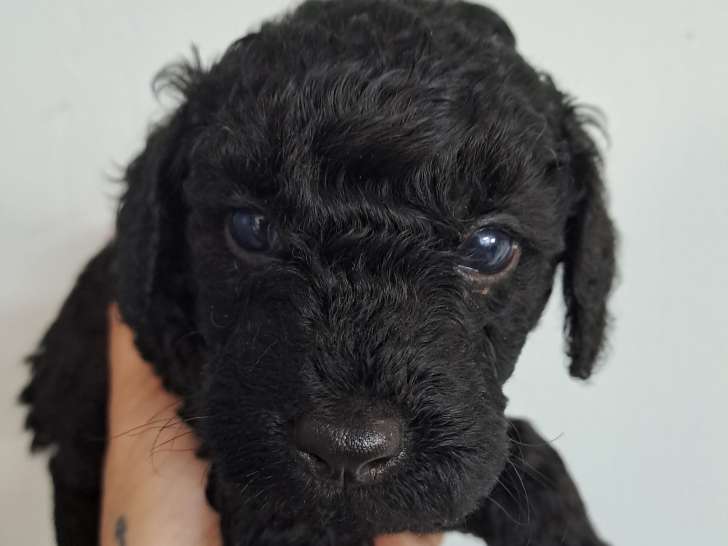 Chiots Caniche Nain à vendre