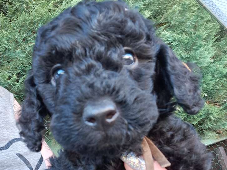 Chiots Caniche Nain à vendre