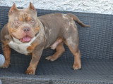 Saillie Américain Bully trico merle American Bully Kennel Club (ABKC) , mâle adulte, 33 cm, queue complète
