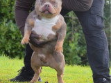 Saillie Américain Bully trico merle American Bully Kennel Club (ABKC) , mâle adulte, 33 cm, queue complète