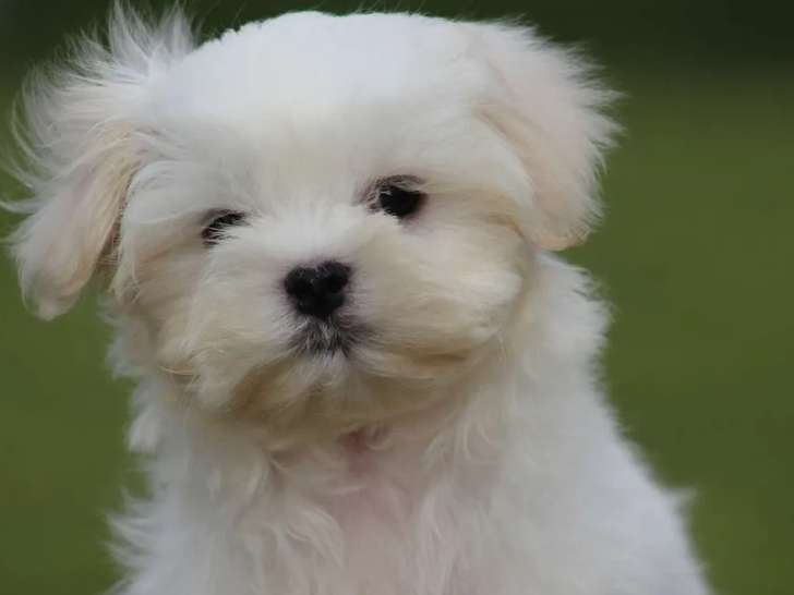 Mâle Bichon Maltais LOF à vendre, né le 9 janvier 2026, sevré