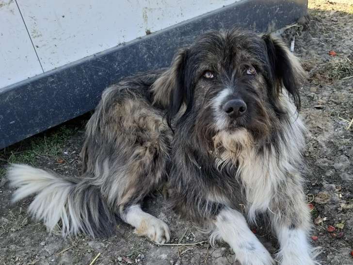 Disponible à l'adoption : chien au pelage gris et blanc de 1 an