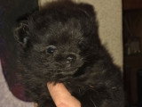 Femelle Spitz Naine noire à réserver