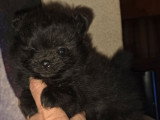 Femelle Spitz Naine noire à réserver