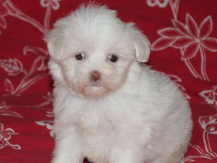 Petit Chien Lion LOF à réserver : 1 femelle et 1 mâle, nés en février 2026