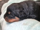 9 chiots Rottweiler LOF à réserver, 6 femelles et 3 mâles, nés en mars 2026