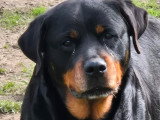 9 chiots Rottweiler LOF à réserver, 6 femelles et 3 mâles, nés en mars 2026