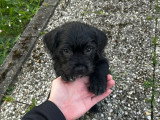 Chiots croisés mini Bully et Bichon Maltais à vendre