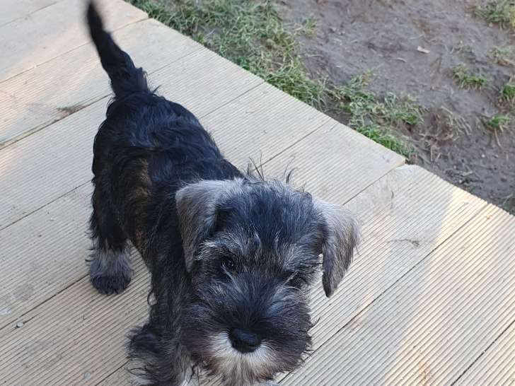 Chiot femelle Schnauzer Nain à vendre