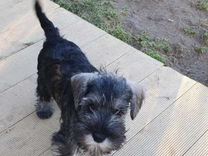 Mellan Pepper Salt Alison's Apple Pie, Alice