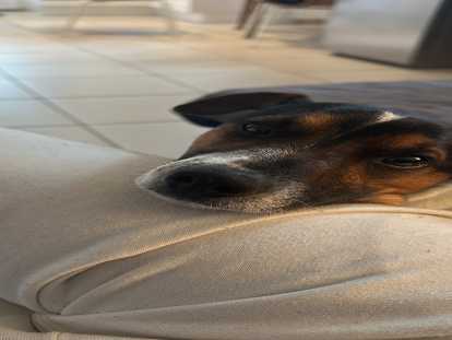 Magnifique Jack Russse del 1 an et demi à vendre