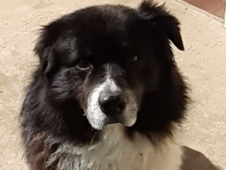 Berger australien à donner