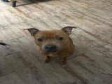 Mâle Staffie disponible pour saillie