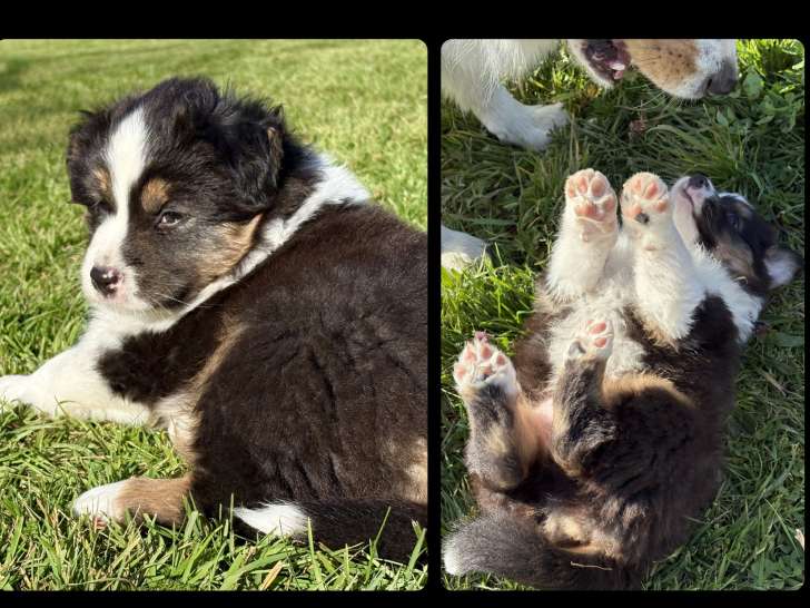 Chiot de race Berger Australien mâle à vendre