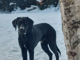 Jeune Labrador croisé Berger Australien à donner