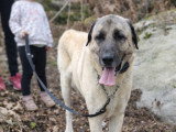 Chiots Berger d'Anatolie (Kangal) à donner