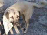Chiots Berger d'Anatolie (Kangal) à donner