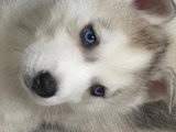 Chiots de type Husky Sibérien à réserver
