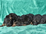 Chiots Berger Allemand LOF à vendre