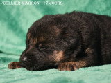 Chiots Berger Allemand LOF à vendre