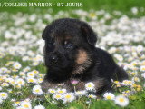 Chiots Berger Allemand LOF à vendre