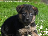 Chiots Berger Allemand LOF à vendre