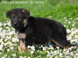 Chiots Berger Allemand LOF à vendre