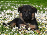 Chiots Berger Allemand LOF à vendre